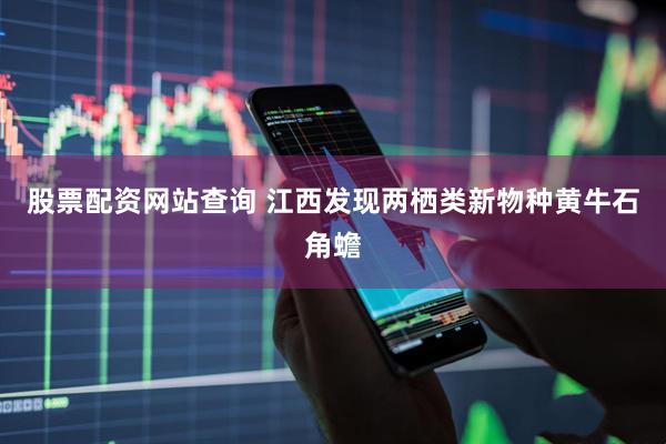 股票配资网站查询 江西发现两栖类新物种黄牛石角蟾